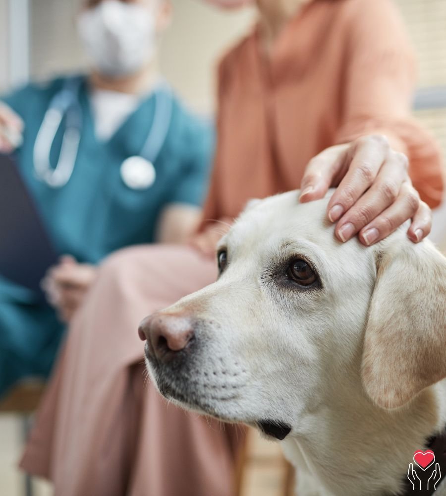 stroke care at home with dog